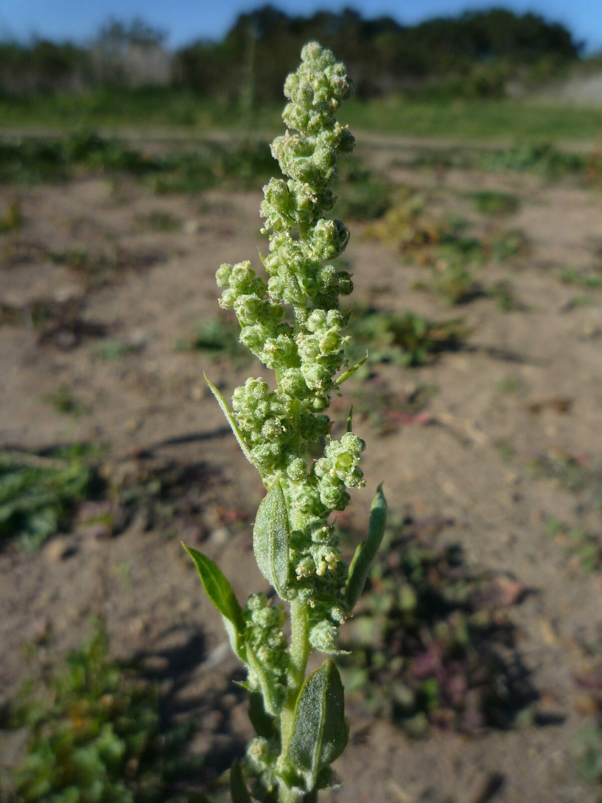 High Resolution Chenopodium berlandieri Flower